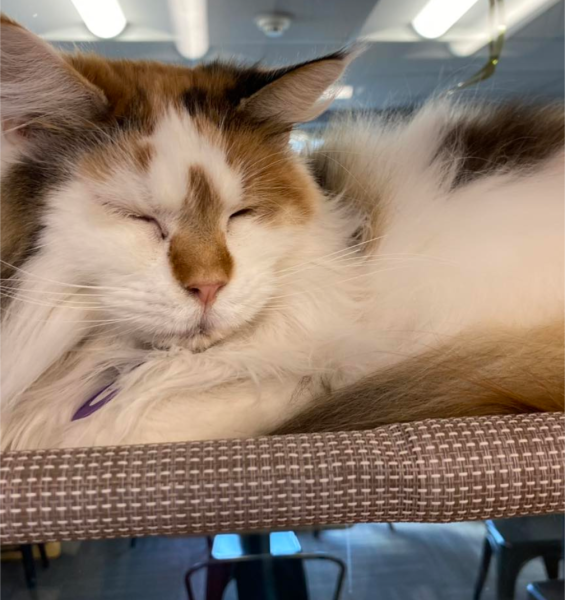 A purr-fect way to spend the afternoon